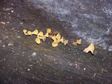 Guepiniopsis buccina image
