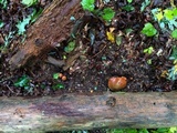 Aureoboletus innixus image