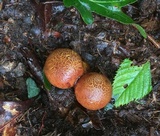 Aureoboletus innixus image