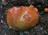 Aureoboletus innixus image