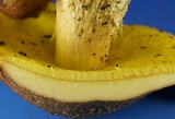 Aureoboletus innixus image