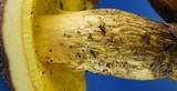 Aureoboletus innixus image