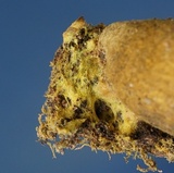 Aureoboletus innixus image