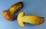 Aureoboletus innixus image