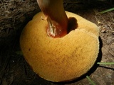 Xanthoconium purpureum image