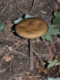 Oudemansiella furfuracea image