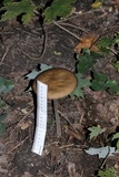 Oudemansiella furfuracea image