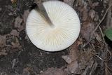 Oudemansiella furfuracea image