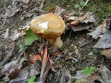 Xanthoconium affine image