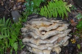 Climacodon septentrionalis image