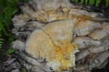 Climacodon septentrionalis image