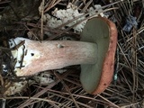 Boletus subcaerulescens image