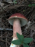Boletus subcaerulescens image