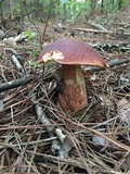 Boletus subcaerulescens image