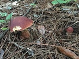 Boletus subcaerulescens image