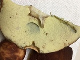 Boletus subcaerulescens image