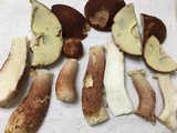 Boletus subcaerulescens image