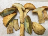 Suillus hirtellus image