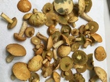 Suillus hirtellus image