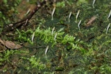 Multiclavula mucida image