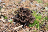 Craterellus caeruleofuscus image