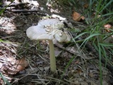 Amanita sect. Vaginatae image