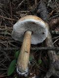 Tylopilus felleus image