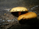 Pholiota multifolia image