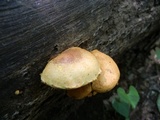 Pholiota multifolia image