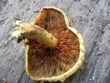 Pholiota multifolia image