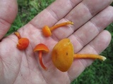 Hygrocybe reidii image