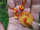 Hygrocybe reidii image