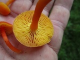 Hygrocybe reidii image