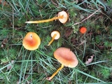 Hygrocybe reidii image