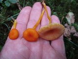 Hygrocybe reidii image