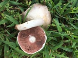 Agaricus andrewii image