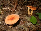 Lactarius volemus image
