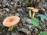 Lactarius volemus image