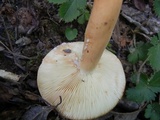 Lactarius volemus image