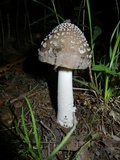 Amanita sect. Vaginatae image