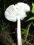 Amanita sect. Vaginatae image