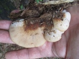 Lentinellus ursinus image