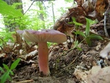 Russula mariae image