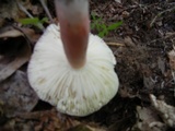 Russula mariae image