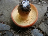 Lactarius volemus image