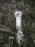 Hypomyces hyalinus image