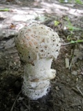 Hypomyces hyalinus image