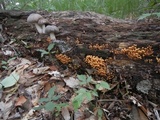 Xeromphalina kauffmanii image