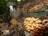 Xeromphalina kauffmanii image