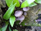 Gymnopilus dilepis image